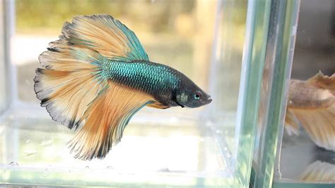 peixe beta|A impressionante origem do peixe Betta e como ele virou o peixe .